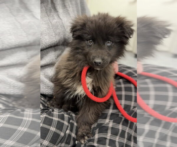 Medium Photo #3 Mutt Puppy For Sale in Bemidji, MN, USA