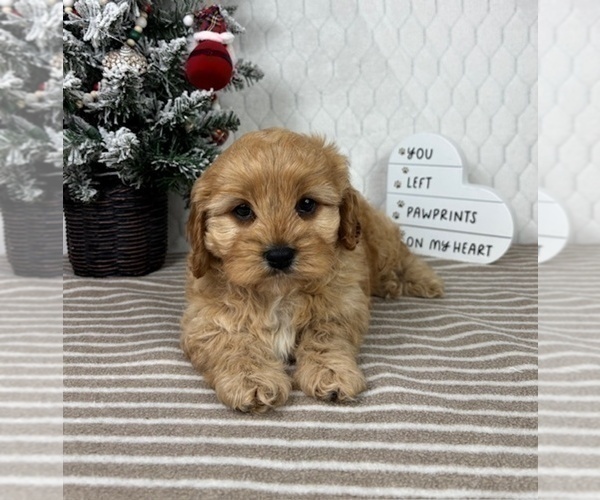 Medium Photo #5 Cavapoo (Miniature) Puppy For Sale in GREENFIELD, IN, USA