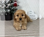 Small #4 Cavapoo (Miniature)