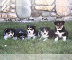 Image preview for Ad Listing. Nickname: Litter of 5