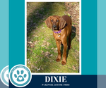 Small #11 Redbone Coonhound