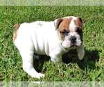 Small Photo #1 Bulldog Puppy For Sale in SMYRNA, SC, USA