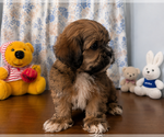 Small #16 Lhasa Apso