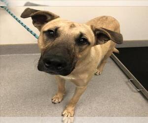 German Shepherd Dog Dogs for adoption in Rancho Cucamonga, CA, USA