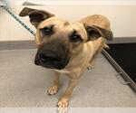 Small German Shepherd Dog