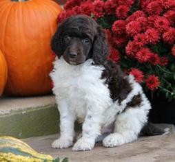 Poodle (Standard) Puppy for sale in THURMOND, NC, USA