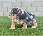 Small #11 English Bulldog