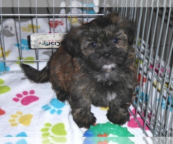 Medium Photo #5 Shorkie Tzu Puppy For Sale in ORO VALLEY, AZ, USA