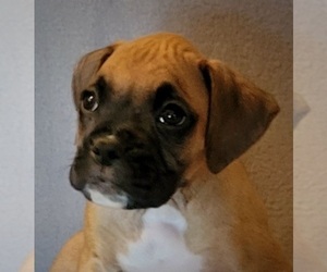 Boxer Puppy for sale in SLATON, TX, USA