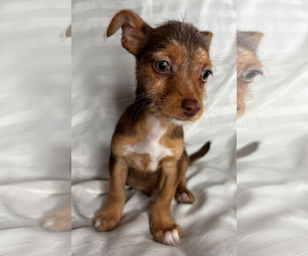 Medium Photo #3 Mutt Puppy For Sale in Gulfport, MI, USA