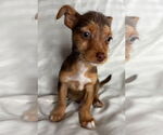 Small #2 Mutt