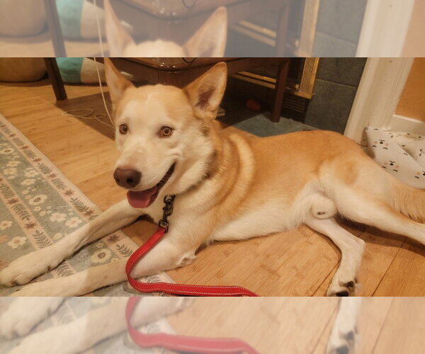 Medium Photo #2 Siberian Husky-Unknown Mix Puppy For Sale in Salt Lake City, UT, USA
