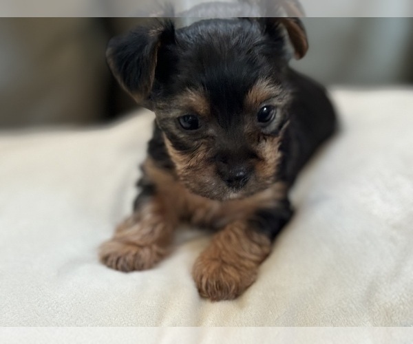Medium Photo #1 Yorkshire Terrier Puppy For Sale in GILBERT, AZ, USA