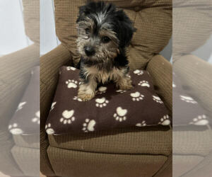 Yorkshire Terrier Puppy for Sale in MOUNT CLEMENS, Michigan USA