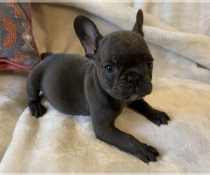 French Bulldog Puppy for sale in JOHNS ISLAND, SC, USA