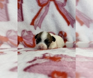 Chihuahua Puppy for Sale in SHERMAN, Texas USA