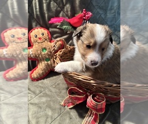 Medium Shetland Sheepdog