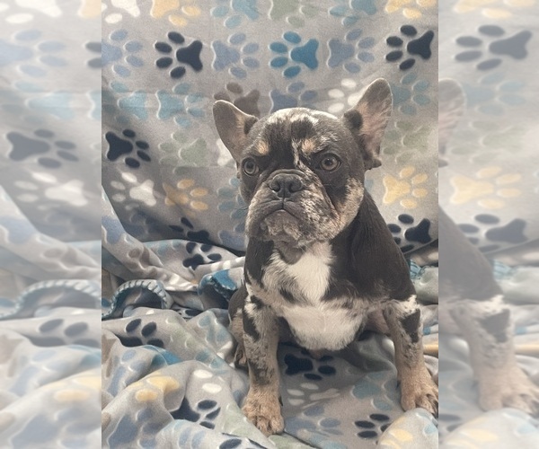 Medium Photo #6 French Bulldog Puppy For Sale in PHOENIX, AZ, USA