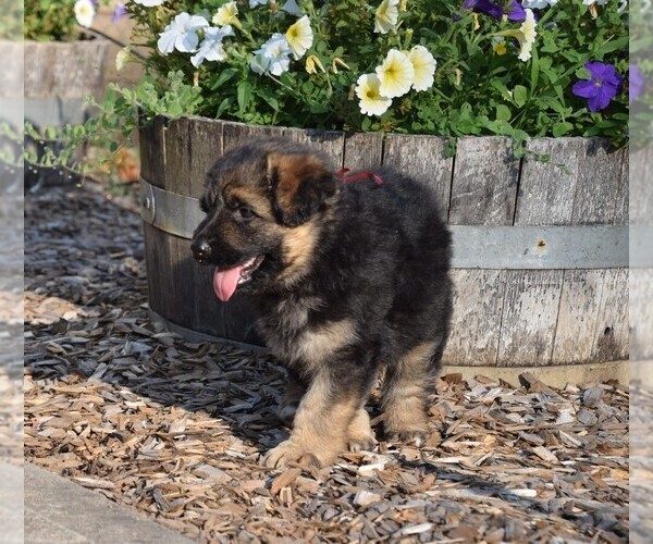 Medium Photo #21 German Shepherd Dog Puppy For Sale in FOREST GROVE, OR, USA