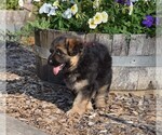 Small Photo #21 German Shepherd Dog Puppy For Sale in FOREST GROVE, OR, USA