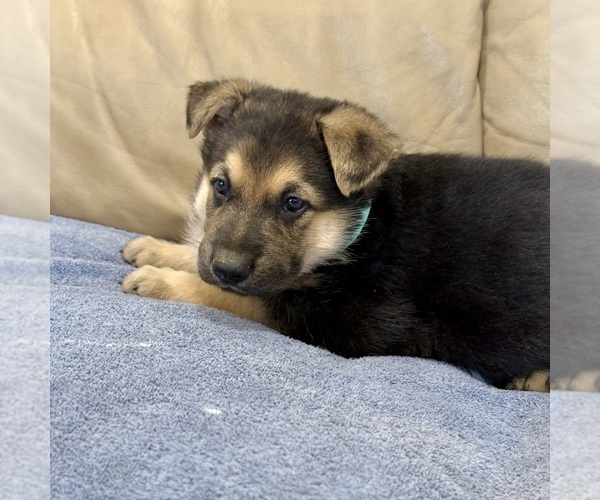 Medium Photo #25 German Shepherd Dog Puppy For Sale in BRIGHTON, CO, USA