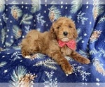 Small Photo #8 Poodle (Standard) Puppy For Sale in LAKELAND, FL, USA