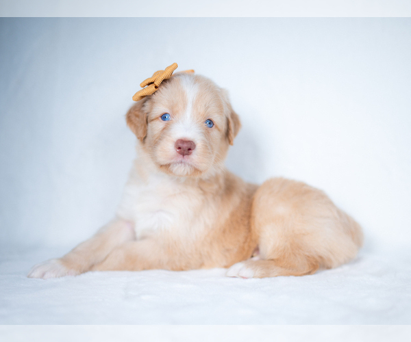 Medium Photo #4 Bordoodle Puppy For Sale in CONWAY, MO, USA