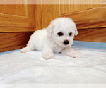 Small #3 Bichon Frise