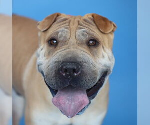 Chinese Shar-Pei Dogs for adoption in Pasadena, CA, USA