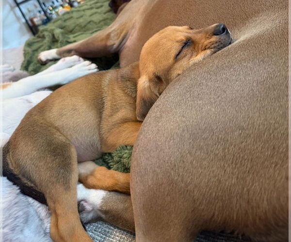 Medium Photo #2 Labbe Puppy For Sale in Chester, VA, USA