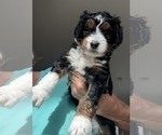 Puppy Cream Puff Bernedoodle mix (+ Poodle Standard)