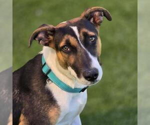 Medium Labrador Retriever Mix