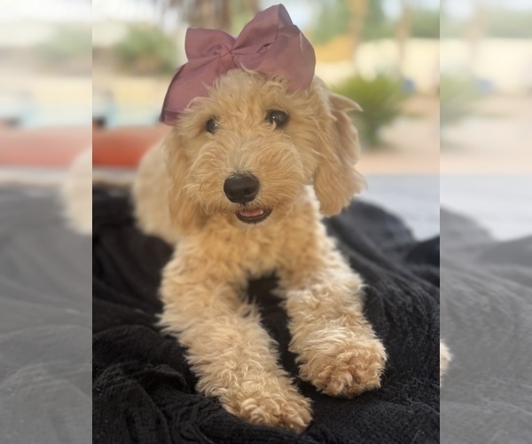 Medium Photo #1 Goldendoodle mix (+ Poodle Miniature) Puppy For Sale in MENIFEE, CA, USA