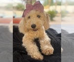 Puppy Puppy 6 Goldendoodle mix (+ Poodle Miniature)