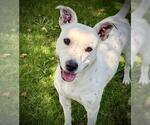 Small #1 Dalmatian Mix