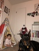Small Photo #7 Doberman Pinscher Puppy For Sale in COLLEGE HEIGHTS DURANGO, CO, USA