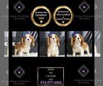 Puppy Jimmy AKC Cavalier King Charles Spaniel