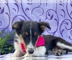 Small Photo #2 Shetland Sheepdog Puppy For Sale in LANCASTER, PA, USA