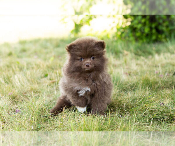 Medium Photo #12 Pomeranian Puppy For Sale in WARSAW, IN, USA