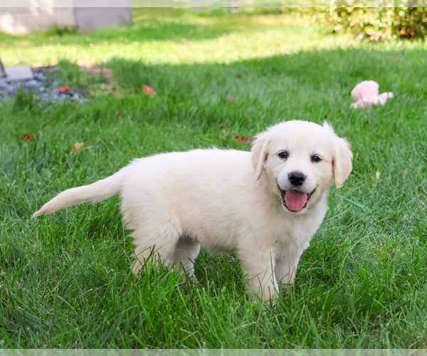 Medium Photo #2 Golden Retriever Puppy For Sale in SYRACUSE, IN, USA