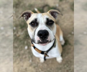 Edwin - Male Mutt Dog for Adoption - Photo #3