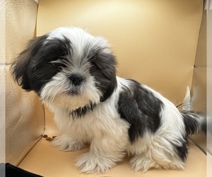 Shih Tzu Puppy for Sale in BEAVER, Ohio USA
