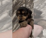 Small #5 Yorkshire Terrier