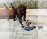 Small Photo #15 Portuguese Water Dog Puppy For Sale in FRANKLIN, TN, USA