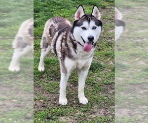 Huskies -Unknown Mix Dogs for adoption in South Bend, IN, USA