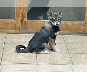 Alaskan Klee Kai-Wolf Hybrid Mix Puppy for sale in LAMAR, CO, USA