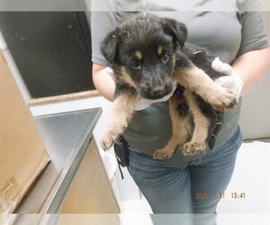 German Shepherd Dog-Unknown Mix Dogs for adoption in Oroville, CA, USA