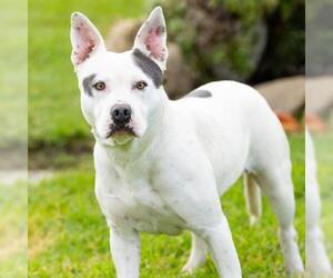 Mutt Dogs for adoption in Camarillo, CA, USA