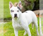 *OLE - Female Mutt Dog for Adoption - Small photo