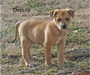 Black Mouth Cur-Unknown Mix Dogs for adoption in Rockaway, NJ, USA